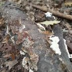 Taródi Vár Sopron - Egyéb