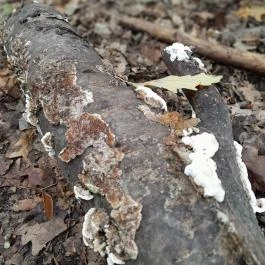 Taródi Vár, Sopron - Egyéb