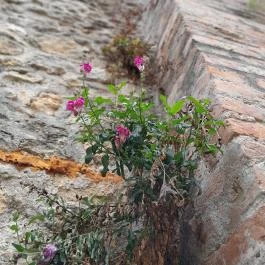 Taródi Vár, Sopron - Egyéb