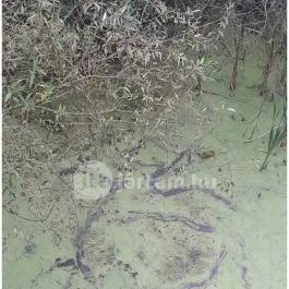 Teknős tanösvény, Dunakeszi - Egyéb