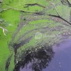 Teknős tanösvény Dunakeszi - Egyéb