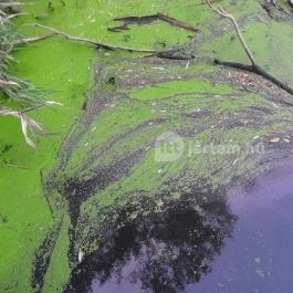 Teknős tanösvény, Dunakeszi - Egyéb