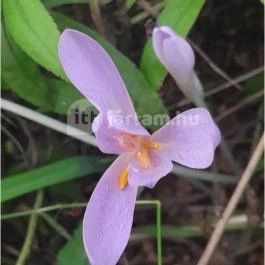 Teknős tanösvény, Dunakeszi - Egyéb