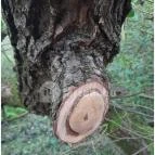 Teknős tanösvény Dunakeszi - Egyéb