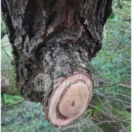 Teknős tanösvény, Dunakeszi - Egyéb