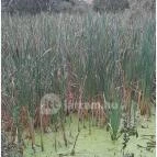 Teknős tanösvény Dunakeszi - Egyéb