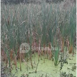 Teknős tanösvény, Dunakeszi - Egyéb