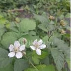 Teknős tanösvény Dunakeszi - Egyéb