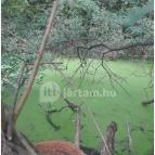 Teknős tanösvény Dunakeszi - Egyéb