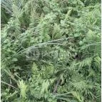 Teknős tanösvény Dunakeszi - Egyéb