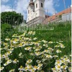 Tihanyi Bencés Apátság Tihany - Egyéb