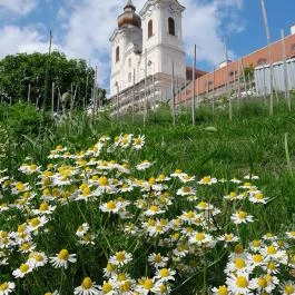 Tihanyi Bencés Apátság, Tihany - Egyéb