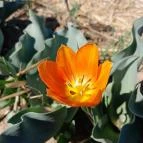 Tulipánszüret TulipGarden Dunakanyar Kosd - Egyéb