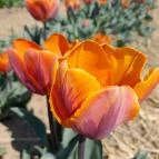 Tulipánszüret TulipGarden Dunakanyar Kosd - Egyéb