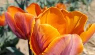 Tulipánszüret TulipGarden Dunakanyar Kosd - Egyéb