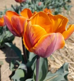 Tulipánszüret TulipGarden Dunakanyar