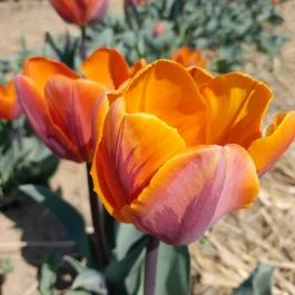 Tulipánszüret TulipGarden Dunakanyar, Kosd - Egyéb