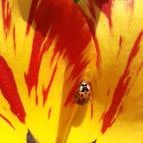 Tulipánszüret TulipGarden Dunakanyar Kosd - Egyéb