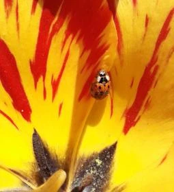 Tulipánszüret TulipGarden Dunakanyar