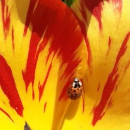 Tulipánszüret TulipGarden Dunakanyar, Kosd - Egyéb