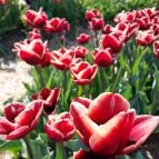 Tulipánszüret TulipGarden Dunakanyar Kosd - Egyéb