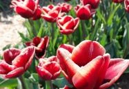 Tulipánszüret TulipGarden Dunakanyar Kosd