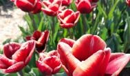 Tulipánszüret TulipGarden Dunakanyar Kosd - Egyéb