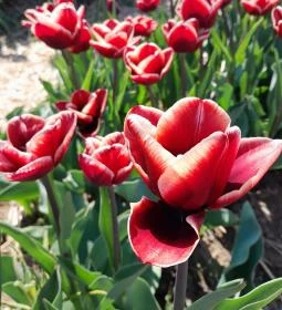 Tulipánszüret TulipGarden Dunakanyar