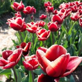Tulipánszüret TulipGarden Dunakanyar, Kosd - Egyéb