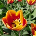 Tulipánszüret TulipGarden Dunakanyar Kosd - Egyéb