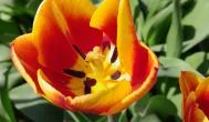 Tulipánszüret TulipGarden Dunakanyar Kosd - Egyéb