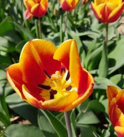 Tulipánszüret TulipGarden Dunakanyar