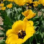 Tulipánszüret TulipGarden Dunakanyar Kosd - Egyéb