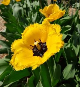 Tulipánszüret TulipGarden Dunakanyar