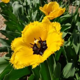 Tulipánszüret TulipGarden Dunakanyar, Kosd - Egyéb