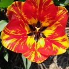 Tulipánszüret TulipGarden Dunakanyar Kosd - Egyéb