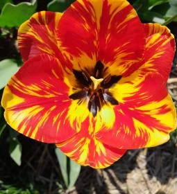 Tulipánszüret TulipGarden Dunakanyar