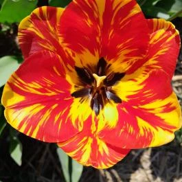 Tulipánszüret TulipGarden Dunakanyar, Kosd - Egyéb