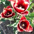 Tulipánszüret TulipGarden Dunakanyar Kosd - Egyéb