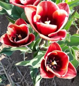 Tulipánszüret TulipGarden Dunakanyar