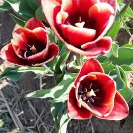 Tulipánszüret TulipGarden Dunakanyar, Kosd - Egyéb