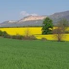 Tulipánszüret TulipGarden Dunakanyar Kosd - Egyéb