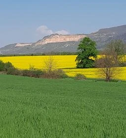 Tulipánszüret TulipGarden Dunakanyar