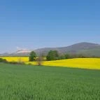 Tulipánszüret TulipGarden Dunakanyar Kosd - Egyéb