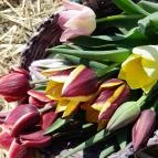 Tulipánszüret TulipGarden Dunakanyar Kosd - Egyéb