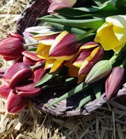 Tulipánszüret TulipGarden Dunakanyar