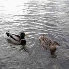 Vác belvárosa Vác - Egyéb