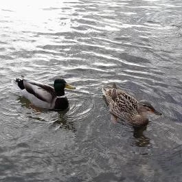 Vác belvárosa, Vác - Egyéb