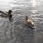 Vác belvárosa Vác - Egyéb