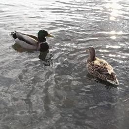 Vác belvárosa, Vác - Egyéb